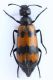 Meloidae-small.JPG
