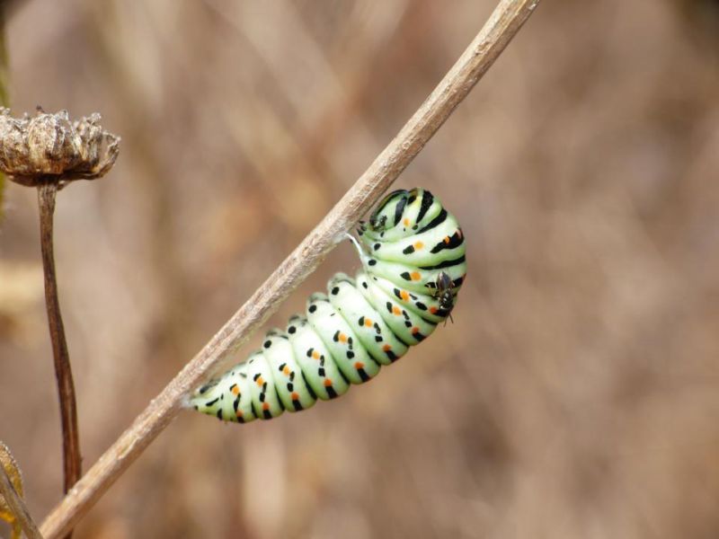 Pteromalidae su bruco di Macaone e.JPG