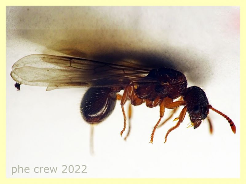 Myrmica sp. circa 7 mm. - Anzio 17.10.2022 - (7).JPG