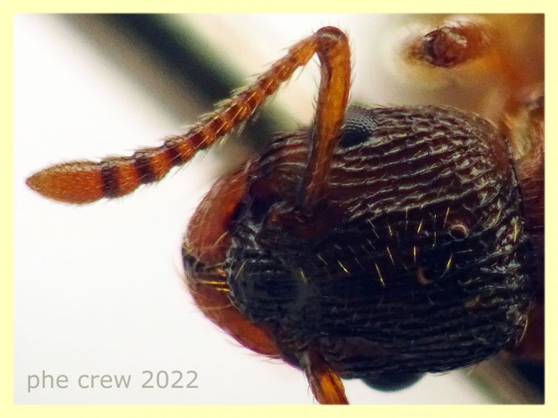 Myrmica sp. circa 7 mm. - Anzio 17.10.2022 - (18).JPG