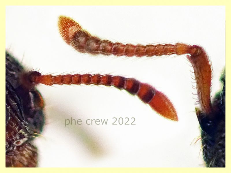 Myrmica sp. circa 7 mm. - Anzio 17.10.2022 - (13).JPG