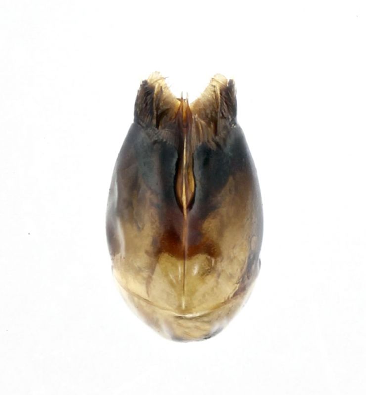 C. grohmanni grohmanni_Capaci capsula.jpg