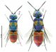 C. grohmanni grohmanni_Capaci cp rid.jpg