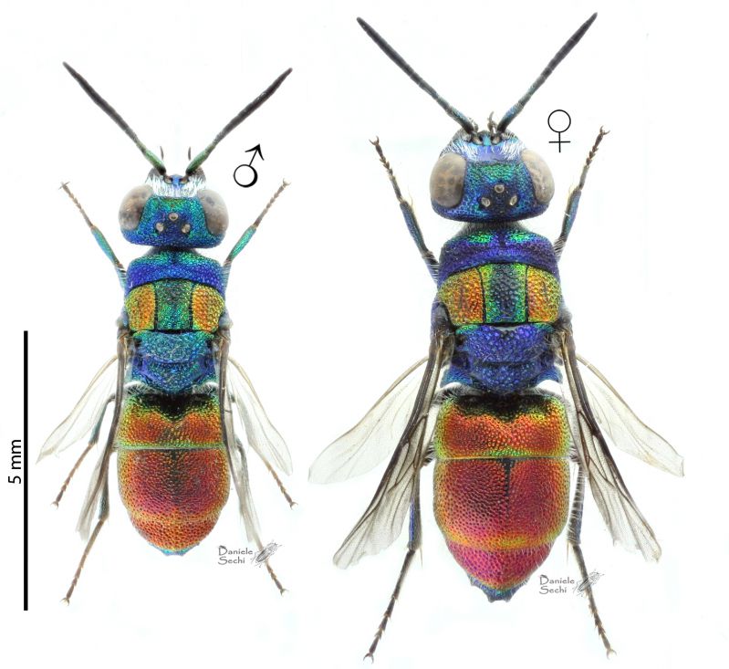 C. grohmanni grohmanni_Capaci cp rid.jpg