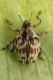 coeliodes sp curculionidae baronessa 1.jpg