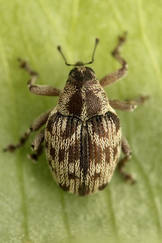 coeliodes sp curculionidae baronessa 1.jpg