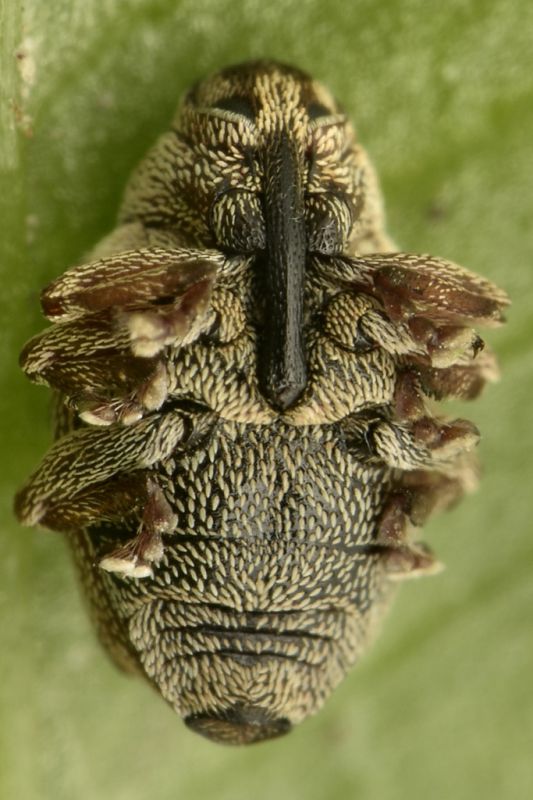 coeliodes sp curculionidae baronessa 2.jpg