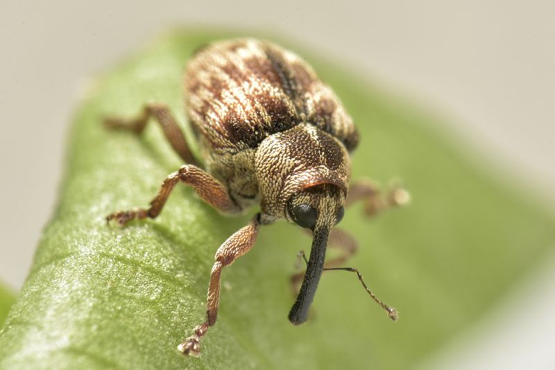 coeliodes sp curculionidae baronessa 3.jpg