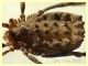 Homalenotus buchneri corpo 5 mm. - trappola a caduta - Anzio 20.10.2022 - (3).JPG