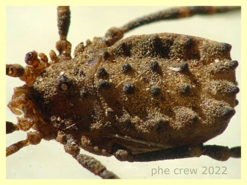 Homalenotus buchneri corpo 5 mm. - trappola a caduta - Anzio 20.10.2022 - (3).JPG