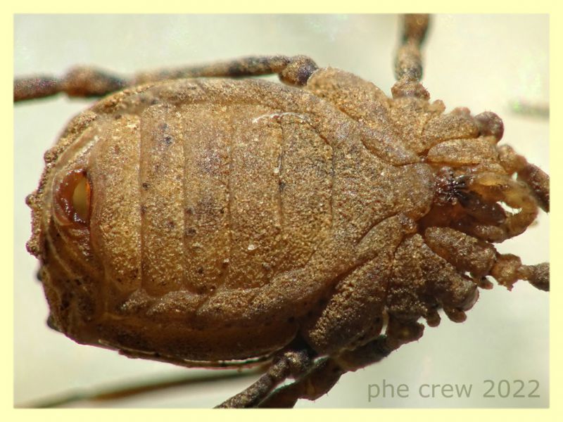 Homalenotus buchneri corpo 5 mm. - trappola a caduta - Anzio 20.10.2022 - (4).JPG