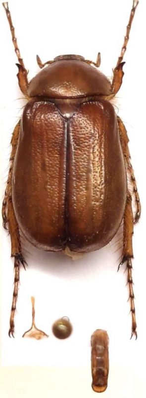 Dasytrogus (Leucotrogus) tadzhikorum Nikolajev, 1975.jpg