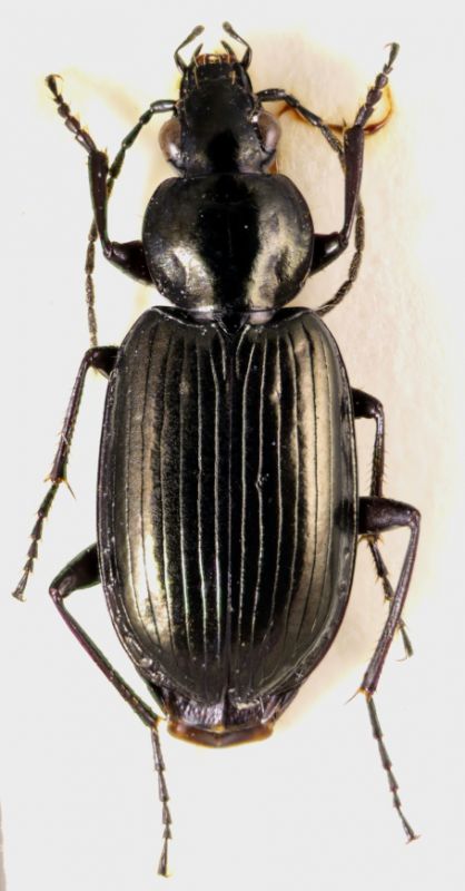 agonum_carbonarium_alpestre.jpg