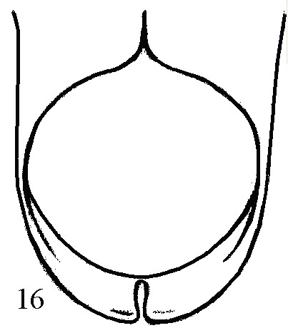 Dasytrogus (Leucotrogus) tadzhikorum Nikolajev, 1975.jpg