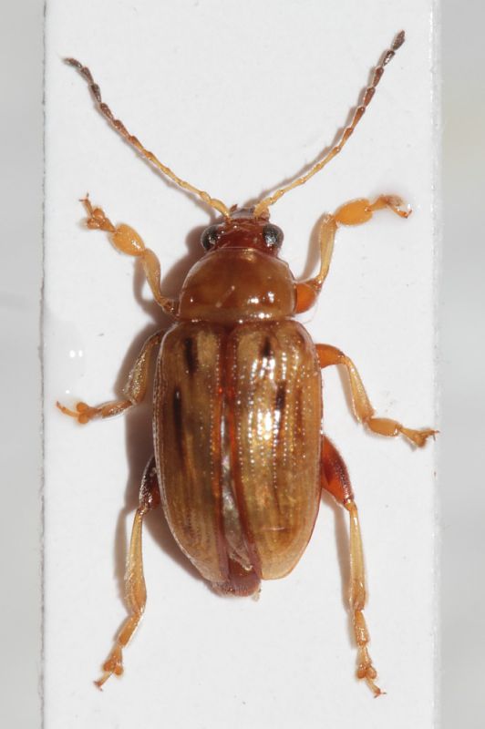 Chrysomelidae da ID1.JPG