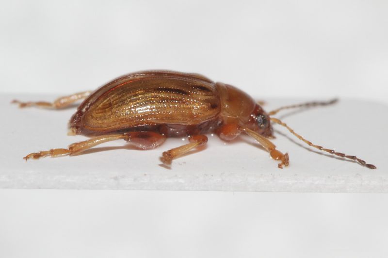 Chrysomelidae da ID2.JPG