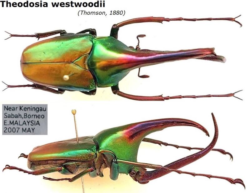 Theodosia westwoodii (Thomson, 1880).jpg