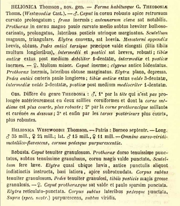 Theodosia westwoodii (Thomson, 1880).jpg