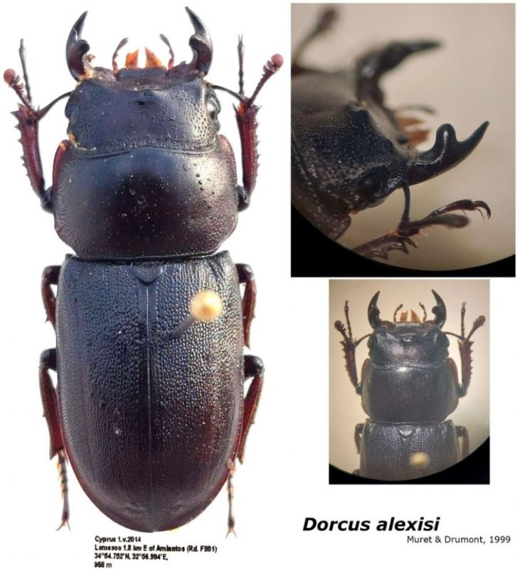 Dorcus alexisi Muret & Drumont, 1999.jpg