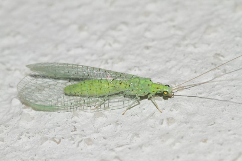 Chrysopidae da ID1.JPG