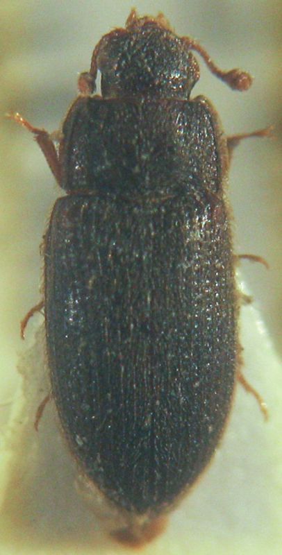 Zopheridae.jpg