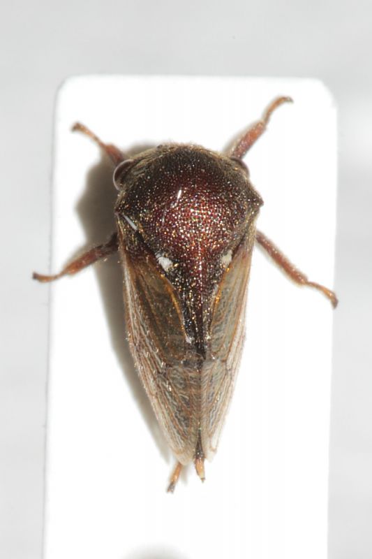 Membracidae ID1.JPG