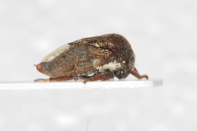Membracidae ID2.JPG