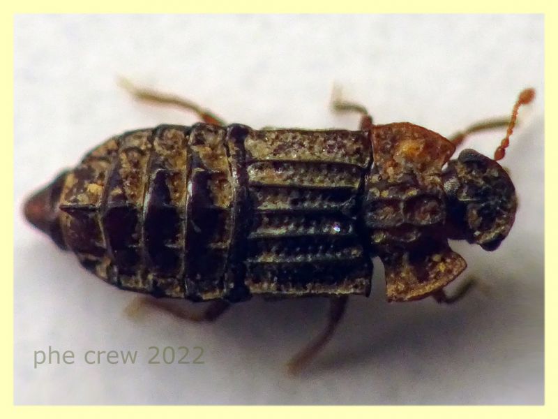 Micropeplus staphylinoides 2,5 mm. - Roma - parco della Caffarella - 1.12.2022 - (1).JPG