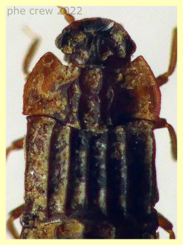 Micropeplus staphylinoides 2,5 mm. - Roma - parco della Caffarella - 1.12.2022 - (4).JPG