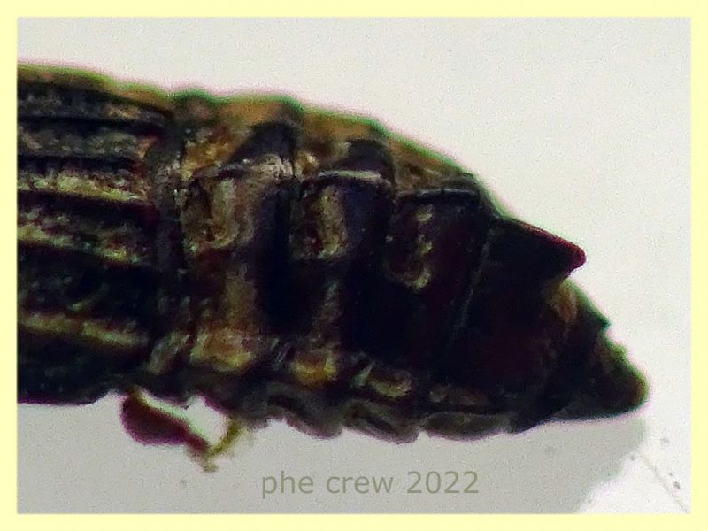 Micropeplus staphylinoides 2,5 mm. - Roma - parco della Caffarella - 1.12.2022 - (2).JPG