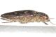 Chalcophora massiliensis2.JPG