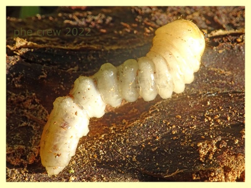 larva Cerambycidae circa 40 mm. - Roma - parco della Caffarella - 1.12.2022 - (1).JPG