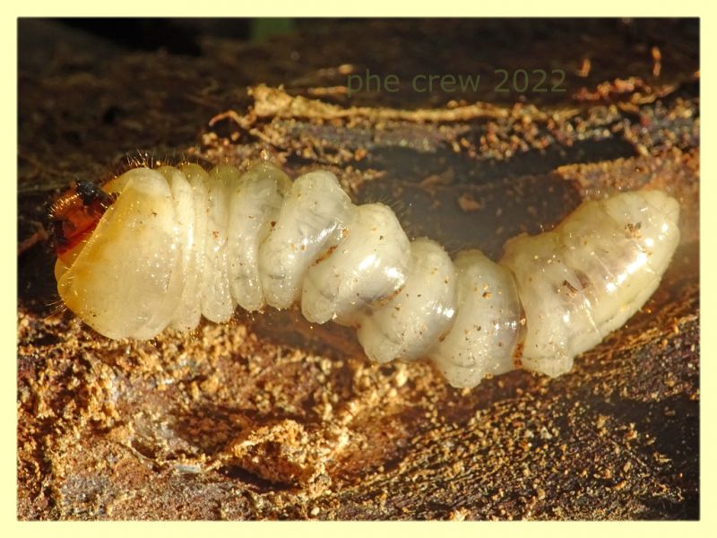 larva Cerambycidae circa 40 mm. - Roma - parco della Caffarella - 1.12.2022 - (3).JPG