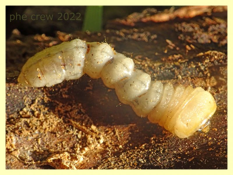 larva Cerambycidae circa 40 mm. - Roma - parco della Caffarella - 1.12.2022 - (2).JPG