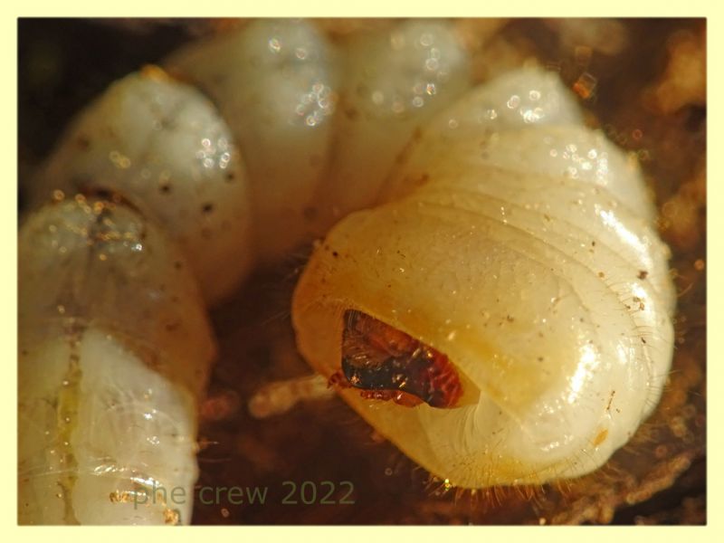 larva Cerambycidae circa 40 mm. - Roma - parco della Caffarella - 1.12.2022 - (4).JPG