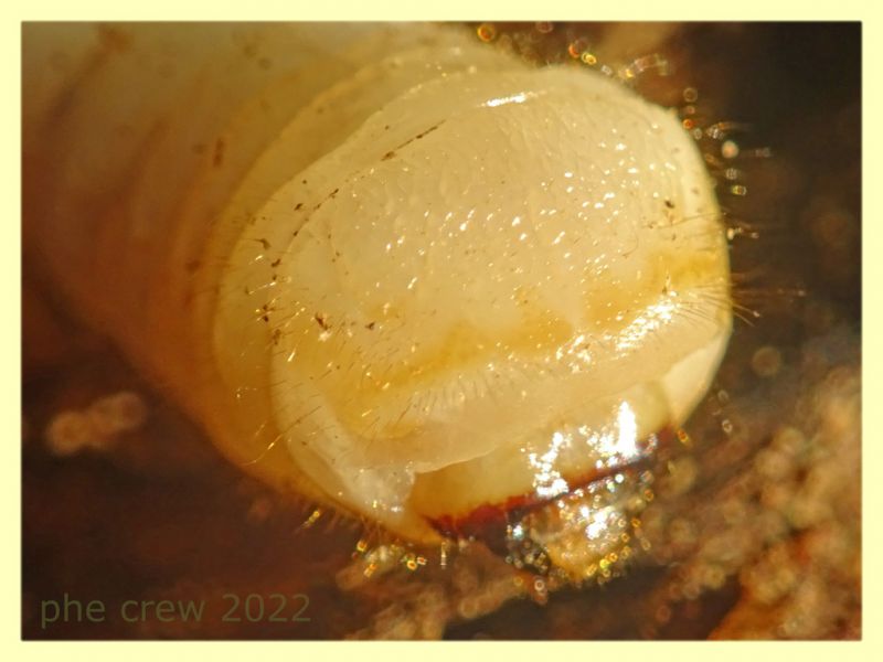 larva Cerambycidae circa 40 mm. - Roma - parco della Caffarella - 1.12.2022 - (5).JPG