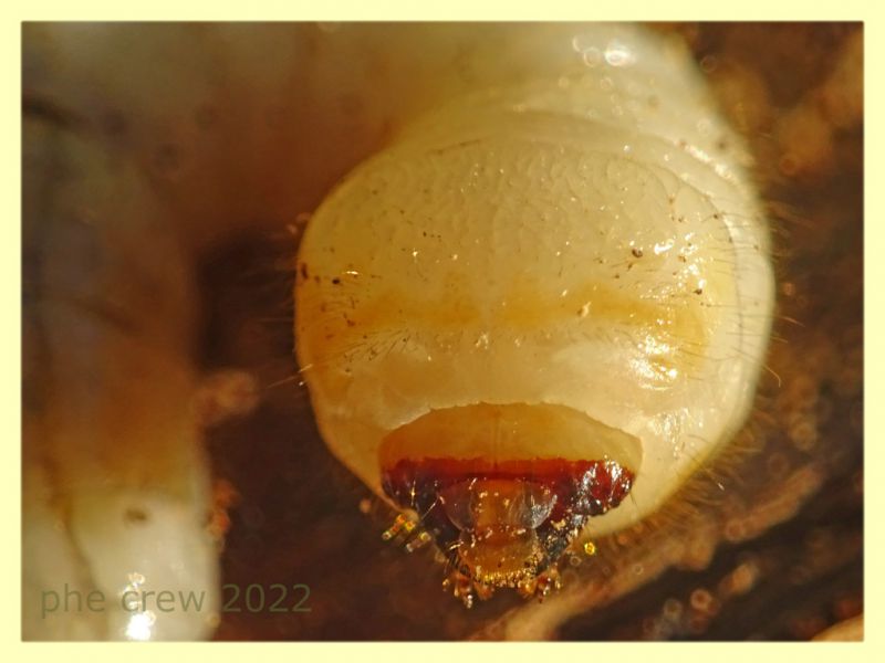 larva Cerambycidae circa 40 mm. - Roma - parco della Caffarella - 1.12.2022 - (6).JPG
