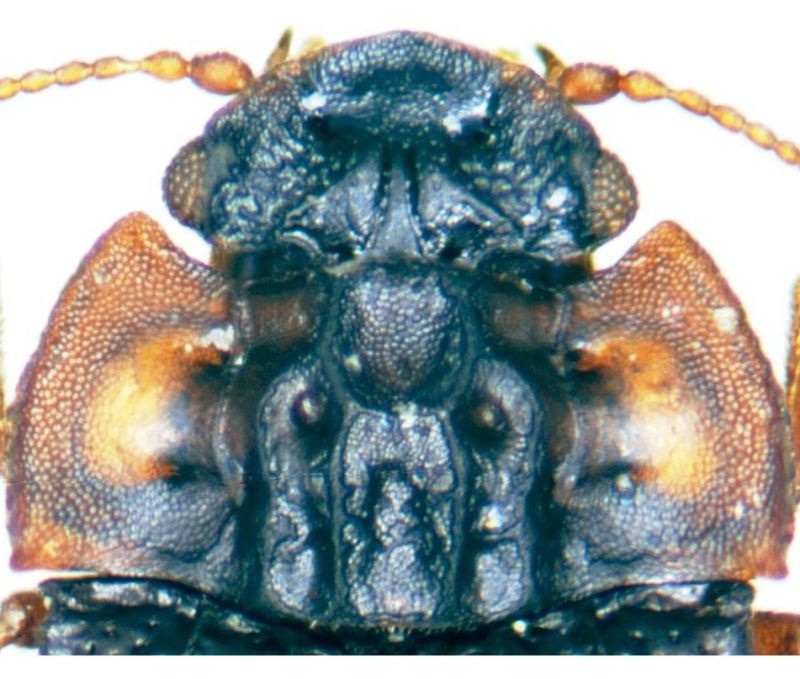 Micropeplus staphylinoides (Marsham, 1802).jpg