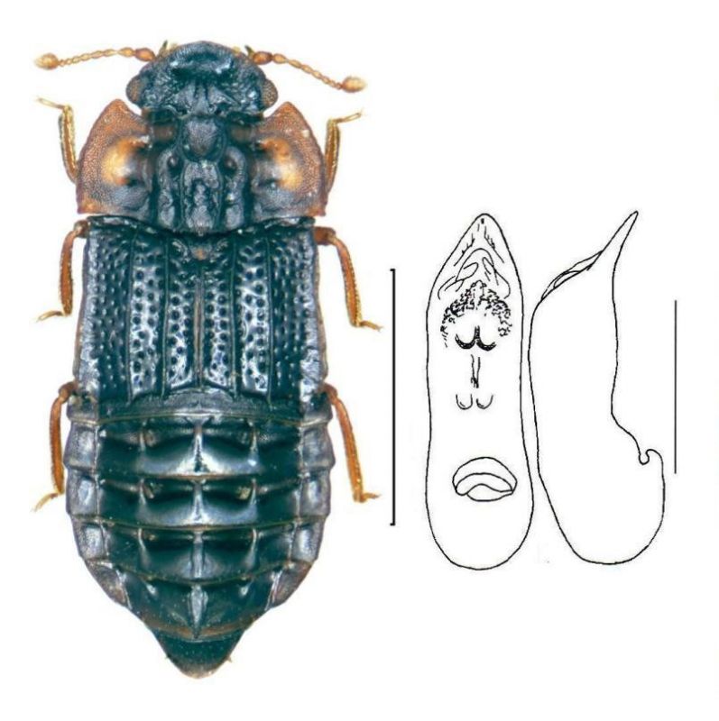 Micropeplus staphylinoides (Marsham, 1802) - kopie.jpg