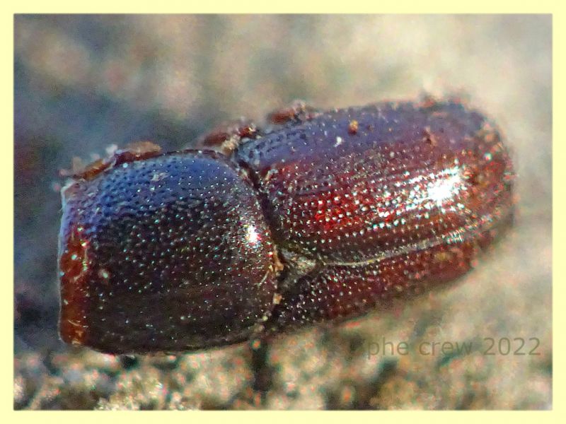 Scolytidae resto - Roma - parco della Caffarella - 1.12.2022 - (3).JPG