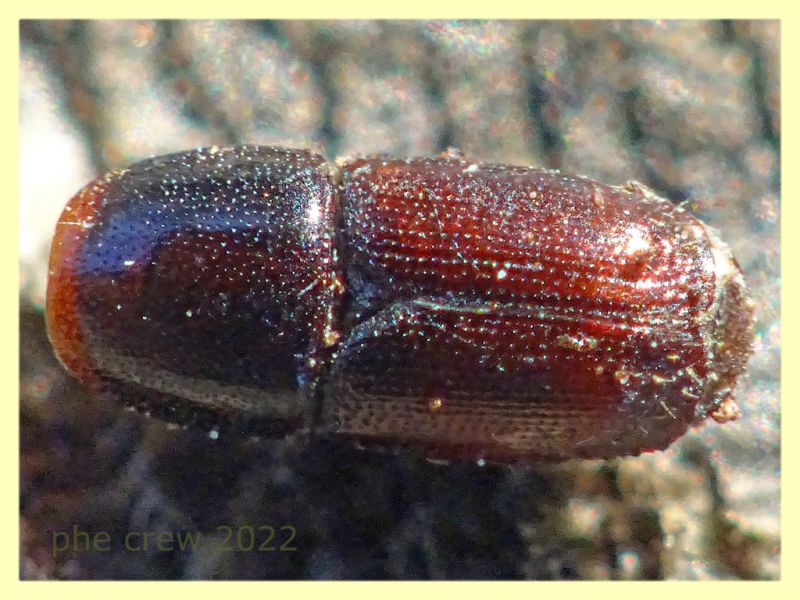 Scolytidae resto - Roma - parco della Caffarella - 1.12.2022 - (1).JPG