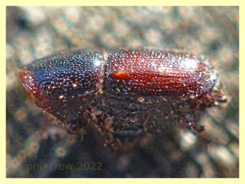 Scolytidae resto - Roma - parco della Caffarella - 1.12.2022 - (2).JPG