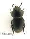 Dorcus dorso 03.jpg