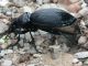 Carabus coriaceus_femmina.jpg