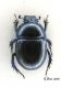 Scarabeide dorsale 01.jpg