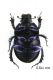 Scarabeide ventrale 01.jpg