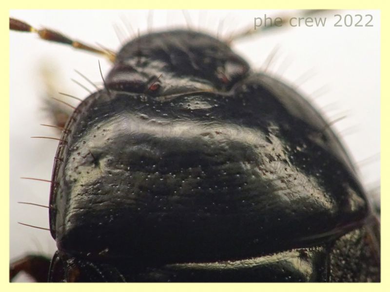 Macroscytus brunneus circa 7 mm. - Roma - parco della Caffarella - 1.12.2022 - (5).JPG