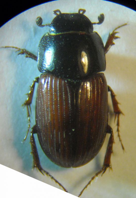 Aphodius 002 A.jpg