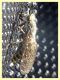 Haematopota pluvialis - Trepalle SO - 6.7.2022 - (3).JPG