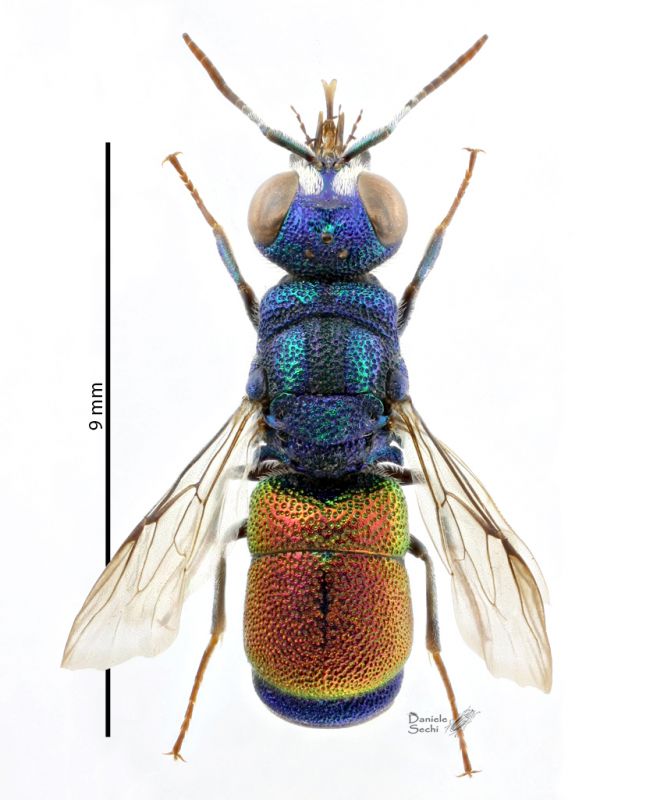 Pseudochrysis humbolti m Sicilia RID.jpg